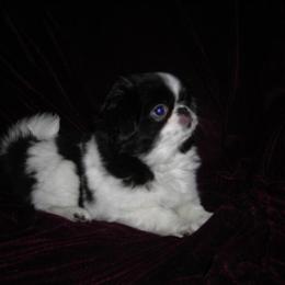 Japanese Chin Puppy Available Born 10/12/2024 in Dothan, al
