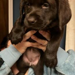 Labrador Puppies for Sale - $600 in Stafford, va