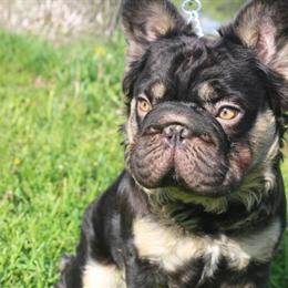 French Bulldog Stud Available for Breeding in Albany, ny
