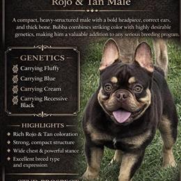 Proven Male French Bulldog Carrying Fluffy for Stud or Sale in Albany, ny