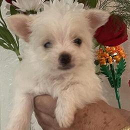 Yorkshire Terrier Puppies Available in Panama City, fl