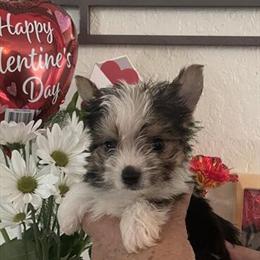 Yorkshire Terrier Looking for a Loving Home in Panama City, fl