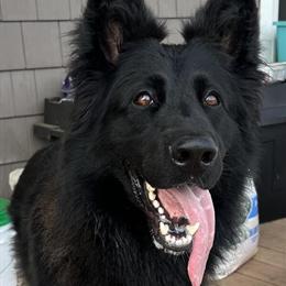 German Shepherd Male for Stud - Long Coat Seal Black in Albany, ny
