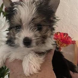 Yorkshire Terrier Puppies Looking for New Homes in Panama City, fl