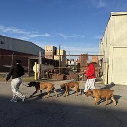 Boerboel Puppies for Sale in Norfolk, va