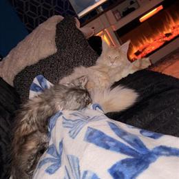 Maine Coon Pair for Sale: Male and Female in Columbus, oh