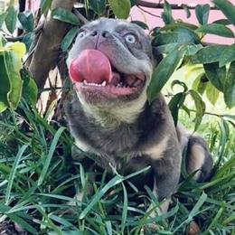French Bulldog available for stud service in Miami, fl