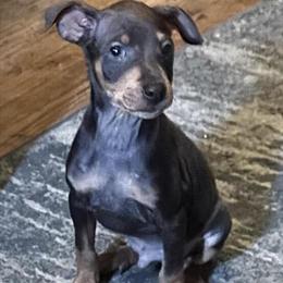 Miniature Pinscher Puppies Ready for New Homes in Milton, pa