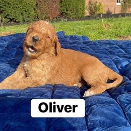 Goldendoodle Puppies Ready for Mother's Day in Bowling Green, ky