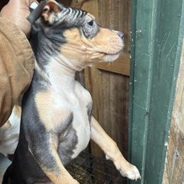 Pitbull Puppies for Rehoming in Warrenton, nc