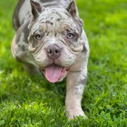 American Bully Puppies Available - Blue Tri Merle in New York, ny