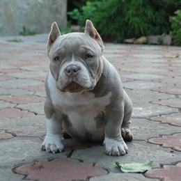 Extreme Pocket Bully Puppies with ABKC Papers in New York, ny