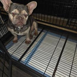 Female French Bulldog Available in Fishkill, ny