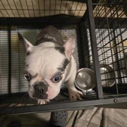 Husky Koi Female for Pet Home or Full AKC Rights in Fishkill, ny