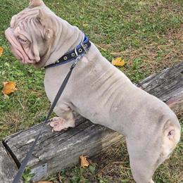 Newshade Velvet for Co-Ownership in Fishkill, ny