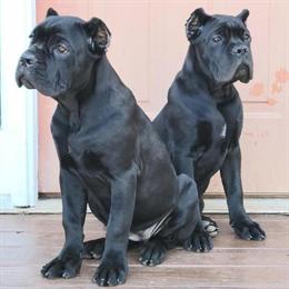 Cane Corso Pups - Solid Black Female with Import Bloodline in Douglasville, ga