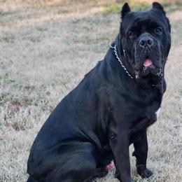 Cane Corso Male Stud Available for Breeding in Douglasville, ga