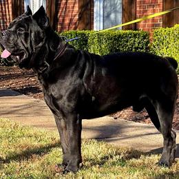 Cane Corso Stud Service - Solid Black AKC Champion Import in Douglasville, ga