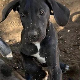 Great Dane puppies available for deposit, coming March 20, 2026 in Logansport, in