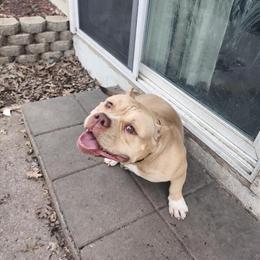 American Bully Female, 1 Year Old in Saint Paul, mn