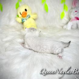 Bengal Kittens for Sale - Top Bloodlines in Los Angeles in Los Angeles, ca