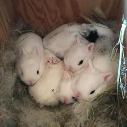 Holland Lops and Dwarf Hotots Rabbits for Sale in Bluffton, in