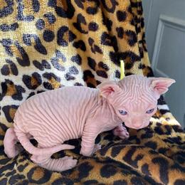 Sphynx Kittens Ready in April in Springfield, mo
