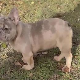 Merle Male French Bulldog with AKC Papers Available in Piedmont, sc
