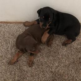Doberman Puppies Available - Males and Females in Lake City, sc