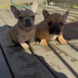 2 Male French Bulldogs with AKC Papers in Piedmont, sc