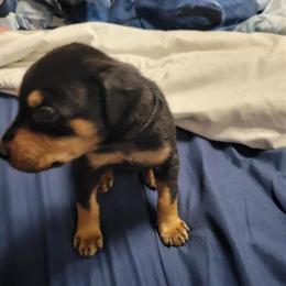 Rottweiler puppies available for deposit in Amelia, oh