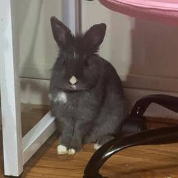 Lionhead Rabbit Mix Ready for a Loving Home in Cleveland, oh