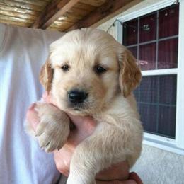 Golden Retriever Puppies Available - $800 in Marion, ar