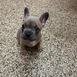 French Bulldog Puppies Looking for a Home in Marion, ar