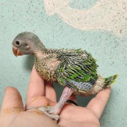 Baby Ringneck Parrots for Sale in Durham, nc