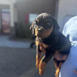 Rottweiler and French Bulldog Puppies for Sale in Graniteville, sc