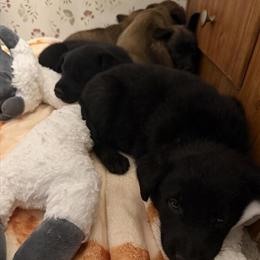 German Shepherd Lab Puppies Available for Rehoming in Houston, tx
