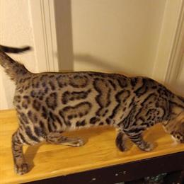 Male Bengal Kitten Available in Oil City, pa