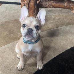 Female French Bulldog Available for Adoption in Franklin, pa
