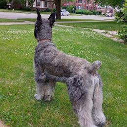 Giant Schnauzer Puppies Available - Salt and Pepper in Bay City, mi