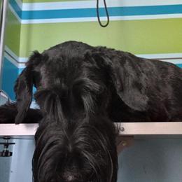 Giant Schnauzer Puppies Available in Bay City, mi