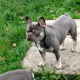 Stud Service: Health Tested French Bulldog with Champion Bloodlines in Grand Rapids, mi