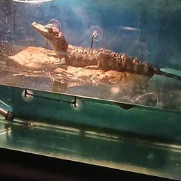 American Alligator Baby Gators for Sale in Grand Rapids, mi