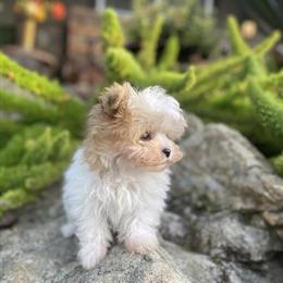 Teacup Maltipoo Male Puppy Bugatti Ready for a Loving Home in Tracy, ca