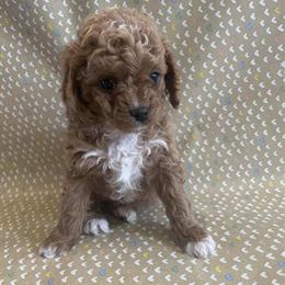 Toy Cavapoo Puppies Available in Auburn, ky
