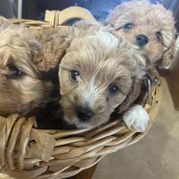 Adorable Toy Cavapoo Puppies Available in Auburn, ky