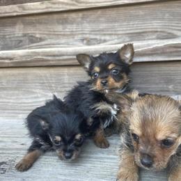 Chorkie Male Puppies for Adoption in Auburn, ky