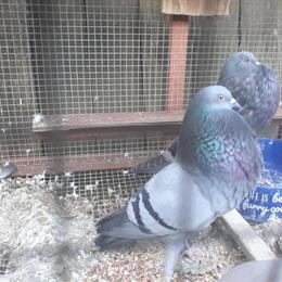 Horseman Thief Pouter pigeons for sale in Knoxville, tn