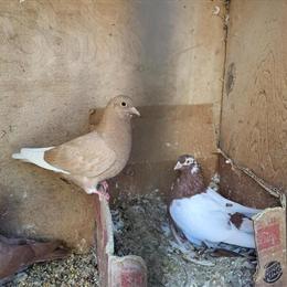 Birmingham Roller Pigeons for Sale in Knoxville, tn