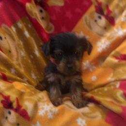Yorkshire Terrier Dolly – Tiny and Full of Love! in Paterson, nj